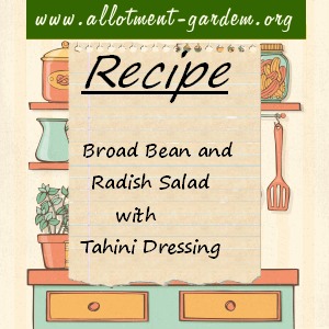 Broad Bean and Radish Salad 