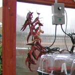 Drying Vegetables - How to Dry and Store Vegetables