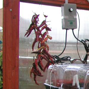 Dried Strung Chilli Peppers
