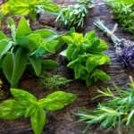 Freezing Herbs - How to Freeze Herbs
