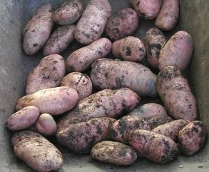 Harvesting Storing Potatoes