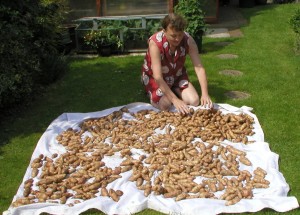 Sorting Potatoes for Storing
