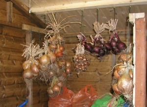Strung Stored Onions