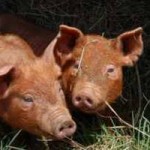 Raising Your Own Pigs for Sausage Making