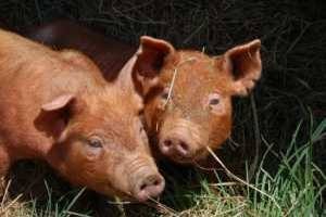 Tamworth Traditional Breed Pigs