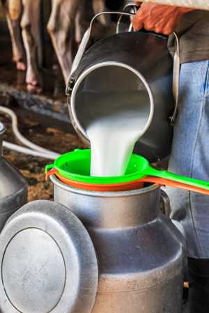 Milk The Basic Ingredient for Cheese Making