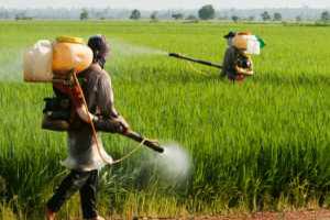 Spraying Pesticide