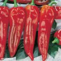 Chilli and Pepper Seeds