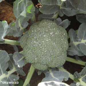 Broccoli / Calabrese Green Magic F1