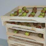 Stackable Apple Rack