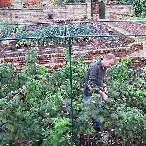 Deluxe 6 ft High Fruit Cage