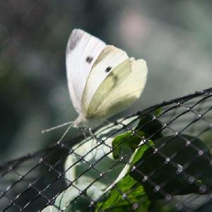 Heavy-Duty Butterfly Netting