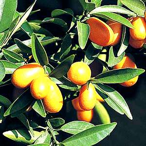 Kumquat Trees