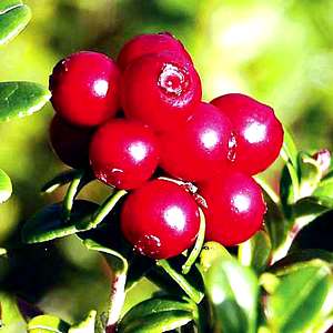 Lingonberry Bushes