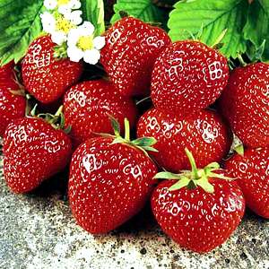 12 Strawberry Plants Ready to Plant UK 'Sweet Sensation' Everbearer All Season Fragaria x ananassa Hardy Perennial Easy to Grow Garden Strawberries Supplied As 12x Bare Roots by Thompson and Morgan 