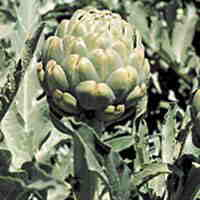 Globe Artichoke Seeds