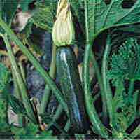 Courgettes Seeds