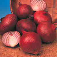 Onion � Bulb Seed