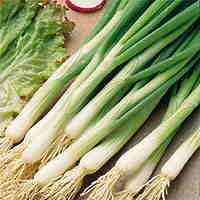 Spring Onions Seeds
