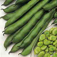 Broad Beans Seeds