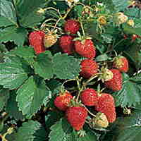 Strawberry Seeds