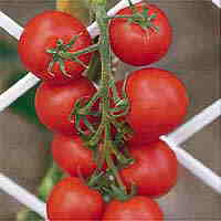 Tomatoes Seeds