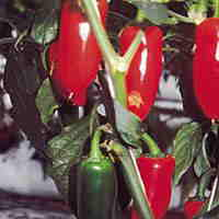 Chilli Peppers Seeds