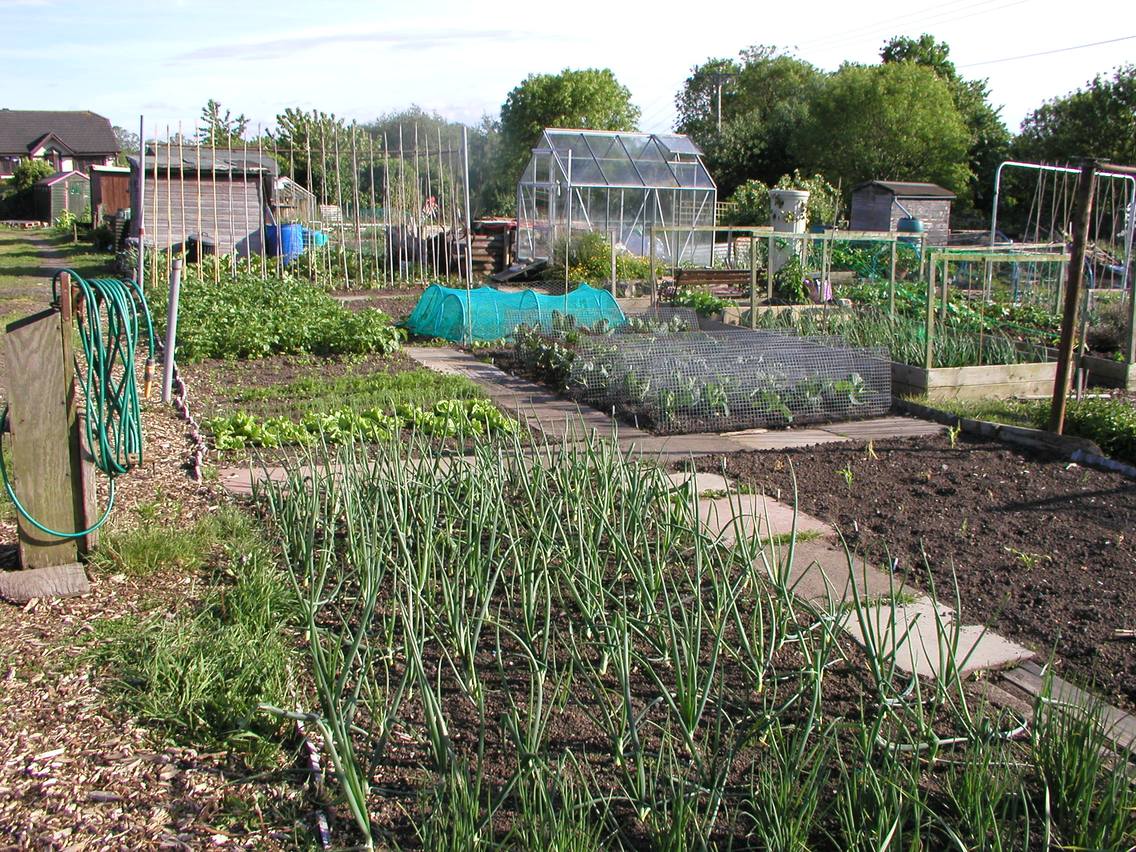 Allotment Garden: Vegetable, Fruit &amp; Herb Gardening on an ...