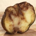 Potato Blight Cause, Identification. Prevention, Treatment Potato Blight