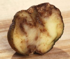 Potato Blight Effects