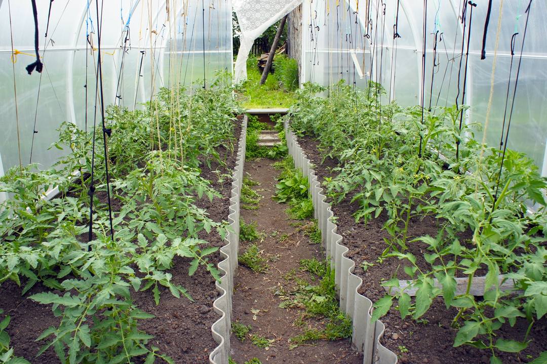 Image of Peppers and potatoes planted in a polytunnel