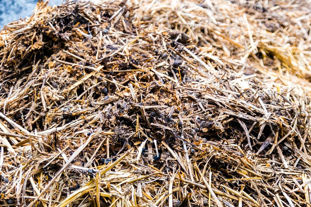 Horse or Cow Manure - Which is Better, Horse Manure or Cow Manure?