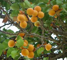 How to Grow Apricots