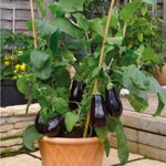 Growing Aubergine - How to Grow Aubergine