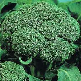 How to Grow Calabrese