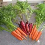 Growing Carrots - How to Grow Carrots