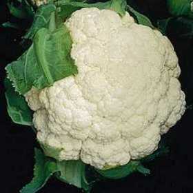 How to Grow Cauliflower