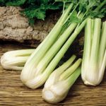 Growing Celery - How to Grow Celery