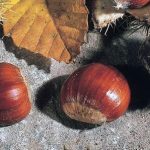 Growing Chestnuts - How to Grow Sweet Chestnuts