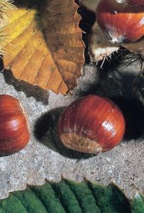 How to Grow Sweet Chestnuts
