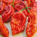 Growing Chilli Peppers - How to Grow Chilli Peppers
