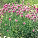 Growing Chives - How to Grow Chives