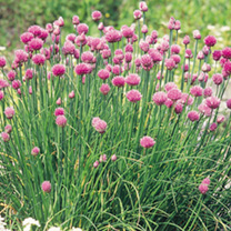 How to Grow Chives