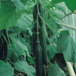 Growing Cucumbers - How to Grow Cucumbers