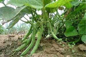 How to Grow French Beans