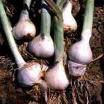 Growing Garlic - How to Grow Garlic