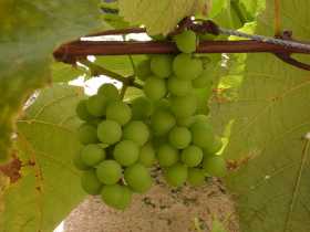How to Grow Grapes