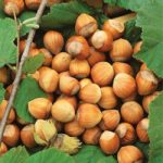 Growing Hazelnuts - How to Grow Hazelnuts
