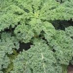 Growing Kale - How to Grow Kale