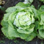 Growing Lettuce - How to Grow Lettuce